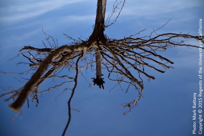 Rootstock showing how the original root growth from the bottom node of the rootstock has died off from the infection, causing a flush of roots to emerge from a higher node. As the infection moves up higher through the rootstock the vine collapses.