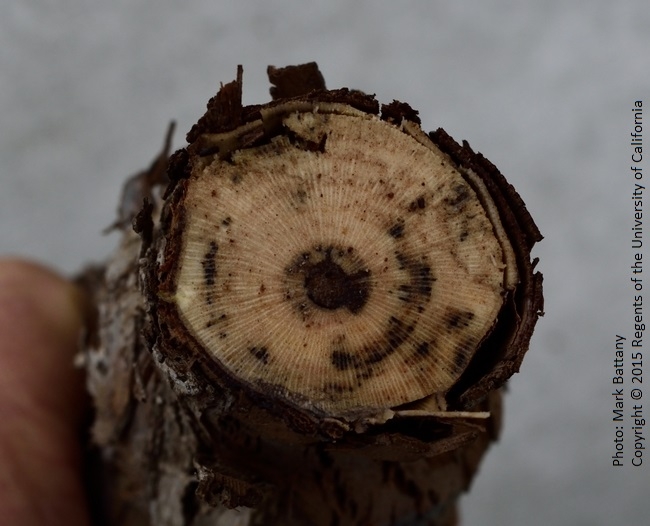 Cross section of an eighth-leaf Chardonnay vine on 101-14 rootstock showing characteristic black streaking in the vascular tissue; this section was made just below the graft union.