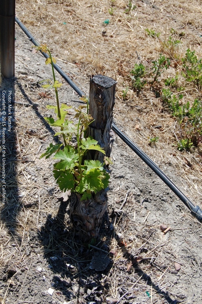 Vine on rootstock cut well above the graft union to retain sufficient scion for budding out. Note the painted cut surface, which is important to prevent a new infection.