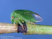 Figure 1. Threecornered Alfalfa Hopper and girdled petiole resulting from feeding. Image source: Jack Kelly Clark