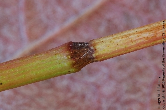 Figure 5. Close up view of the girdled petiole from the above vine.