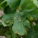 Figure 1. Downy Mildew infections create yellow patches on the upper side of the leaves.