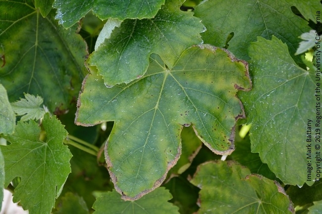 Figure 3. Syrah in SB County with magnesium deficiency symptoms on basal leaves..