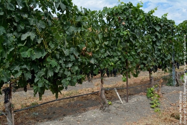 Syrah vineyard the second season after renovation.