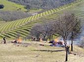 UCCE advisors will discuss strategies for preparing farm land and structures to resist wildfire in May 21 webinar. Brush burned at Napa County vineyard. Photo by Tori Norville