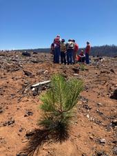 A healthy ponderosa pine seedling planted by the Caldor EFRT on private land in 2023. Severely burned, untreated forest land can be seen in the background. Photo by Daylin Wade