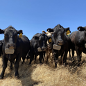 Cows wearing a different brand of virtual fence collars.