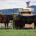 Beef steers on a ranch in Dillon, Montana. The machine nearby releases a seaweed supplement while also measuring the cattle's methane emissions. Photo by Paulo de Méo Filho, UC Davis