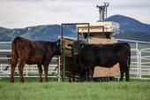 Beef steers on a ranch in Dillon, Montana. The machine nearby releases a seaweed supplement while also measuring the cattle's methane emissions. Photo by Paulo de Méo Filho, UC Davis