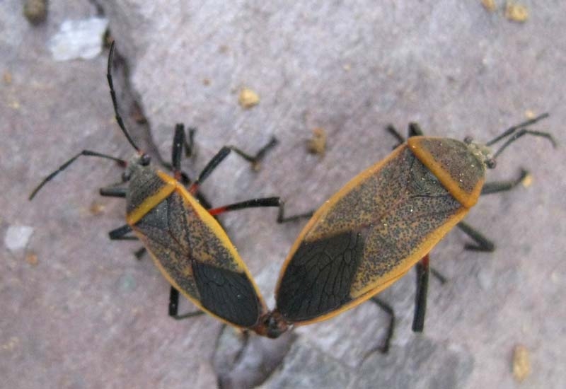 Boxelder Bugs in the Landscape  NC State Extension Publications
