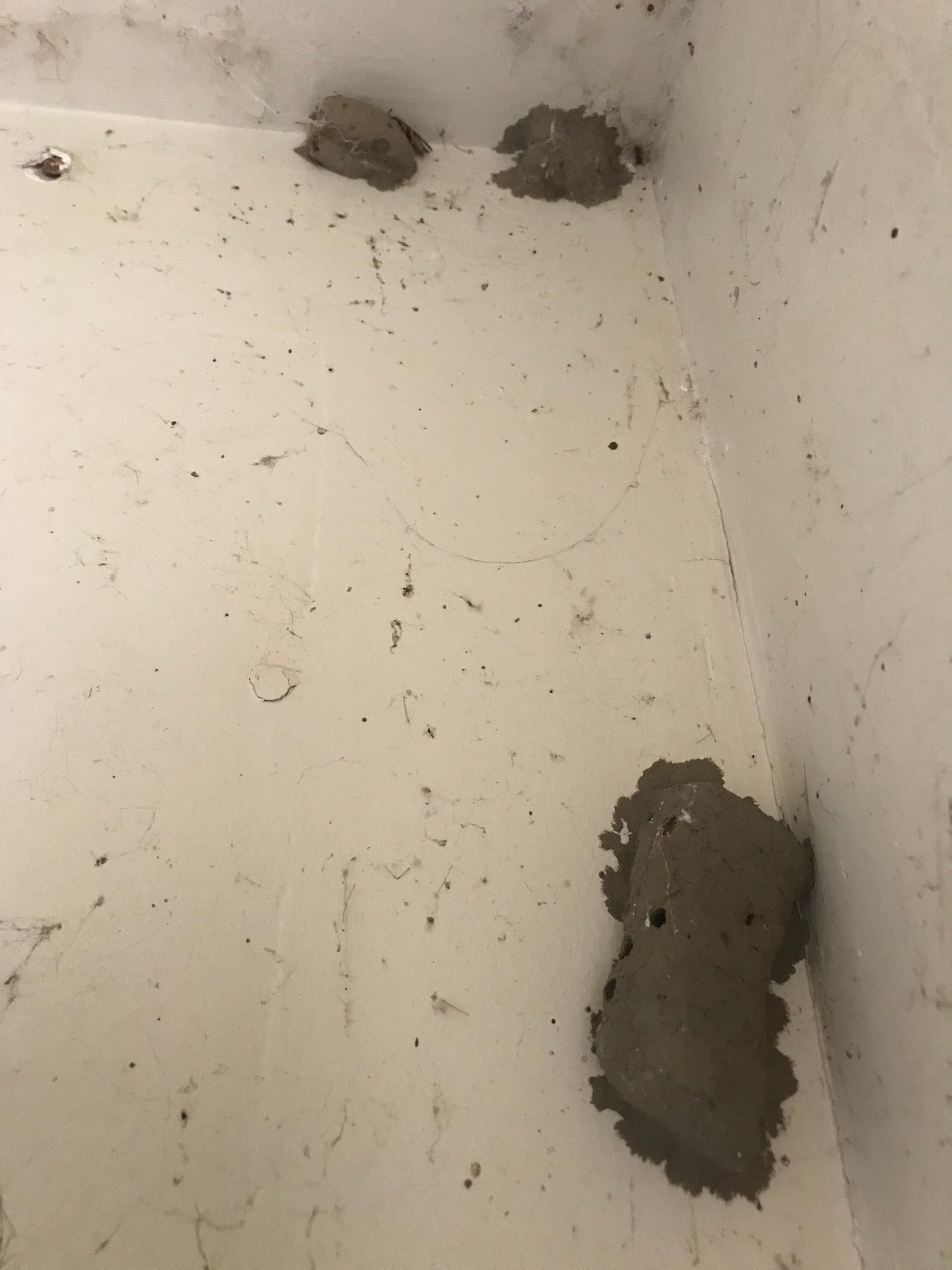 The Truth About Mud Daubers In Livermore