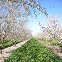 This almond orchard near Durham in Butte County, shown in 2017, was one of 10 sites studied to determine soil water content in cover cropped versus non-cover cropped almond orchards and tomato fields from 2016 to 2019.