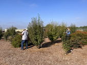 Volunteers rate the landscape plants during the Fall Open House at the South Coast Research and Extension Center in August 2022. All photos by Saoimanu Sope.