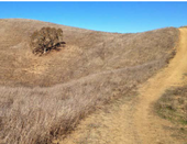 Not all effects of drought are as easy to see as on this parched hillside. Photo by Faith Kearns