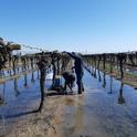 Researchers flooded two Thompson seedless grape vineyards at UC ANR's Kearney Research and Extension Center in Parlier. Photo by Elad Levintal