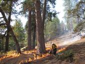 Two people in yellow protective gear manage a prescribed burn among tall conifers.