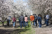 More than a dozen people stand between blooming almond trees in an orchard that has green vegetation growing between rows.