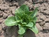 In soils infested with the Fusarium fungus, 'Caesar' lettuce was highly disease resistant.