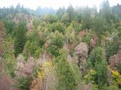 Dry, brown dead trees stand out from green, healthy trees in forest.