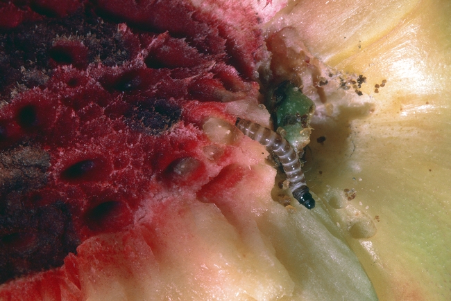 peach twig borer larva next to damaged peach flesh