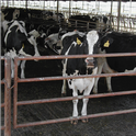 To help manage cow manure, the California Department of Food and Agriculture provides funds to California dairy farms to install dairy digesters.