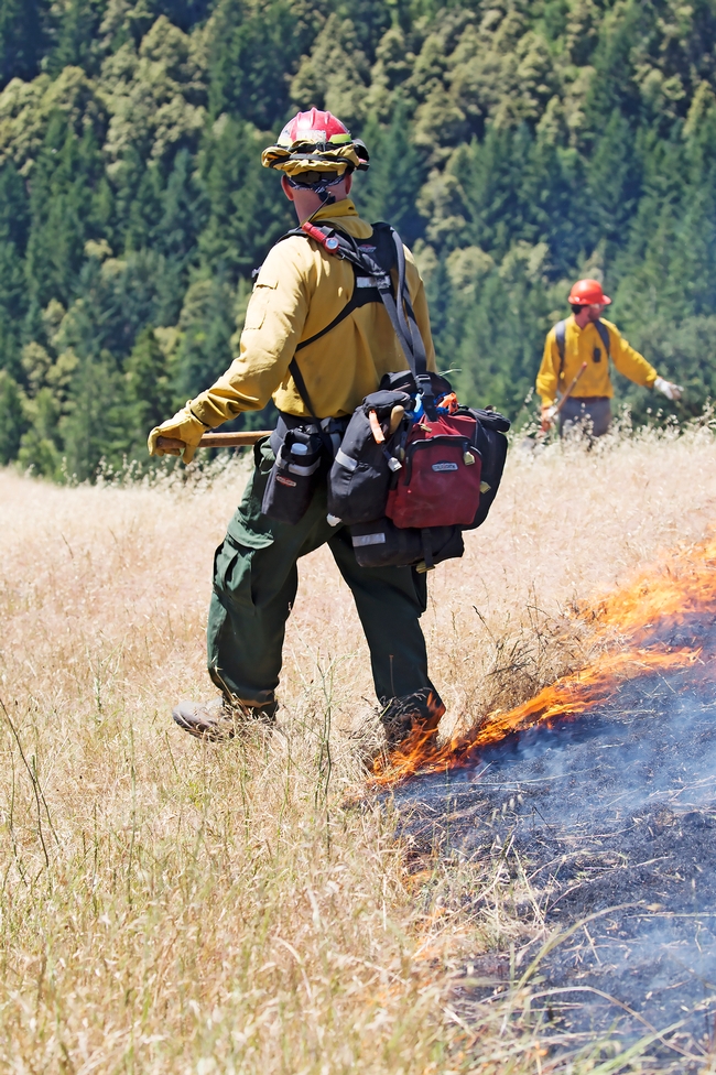 Firefighter stands near burning grasses of a prescribed fire