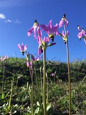Shooting stars, or Dodecatheon clevelandii; pink blooms reach for the blue sky