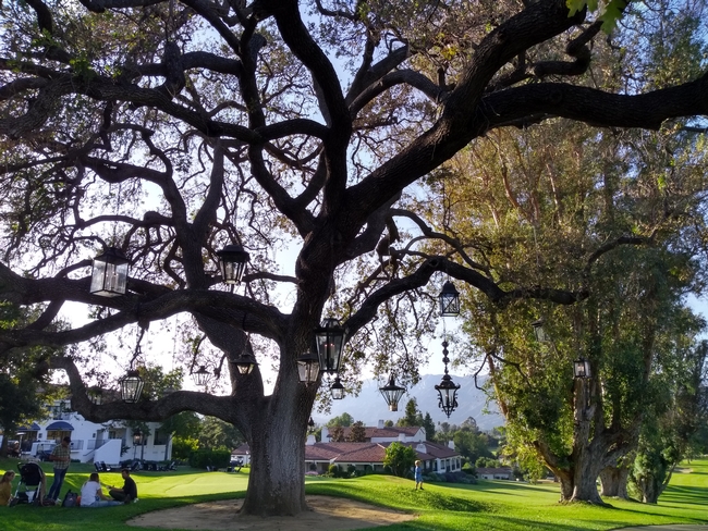 An enormous valley oak tree towers over a family with a stroller sitting beneath it.