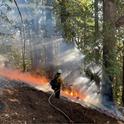 Professional foresters, forest managers and fire practitioners will gather for prescribed fire training. Photo by Barbara Satink Wolfson