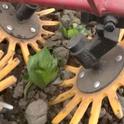 A finger weeder removes small weeds but doesn't harm transplants.