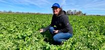 “Cover crops are a valuable soil health practice that can help ensure the resilience of California farms to climate extremes,” said Sarah Light, shown in a cover crop of bell bean, pea and vetch that will be replanted with a tomato crop. for Green Blog Blog