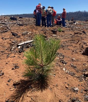 UCCE report: Local forest restoration teams effective at rapid response