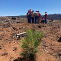 A healthy ponderosa pine seedling planted by the Caldor EFRT on private land in 2023. Severely burned, untreated forest land can be seen in the background. Photo by Daylin Wade