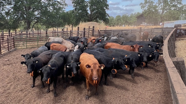 Cattle wearing one type of virtual fencing collars. All photos courtesy of Brian Allen.