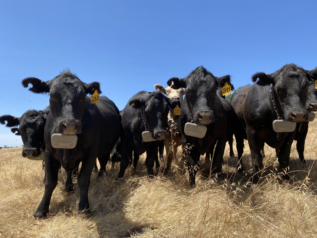 Cattle wearing one type of virtual fencing collars.