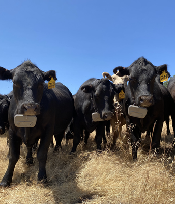 Virtual fencing ‘game-changer’ for ranchers grazing cattle