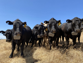 Cows wearing a different brand of virtual fence collars.