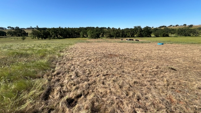 Grazing results led to a reduction in medusahead from 2,072 per square meter in the ungrazed control area to just 68 per square meter in the grazed section.