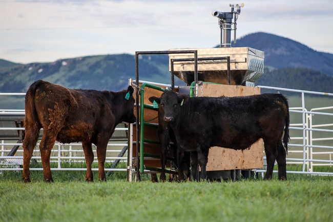 Beef steers on a ranch