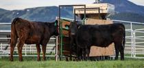 Beef steers on a ranch in Dillon, Montana. The machine nearby releases a seaweed supplement while also measuring the cattle's methane emissions. Photo by Paulo de Méo Filho, UC Davis for Green Blog Blog