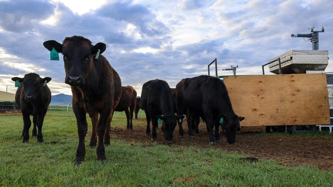 Beef steer graze on a ranch