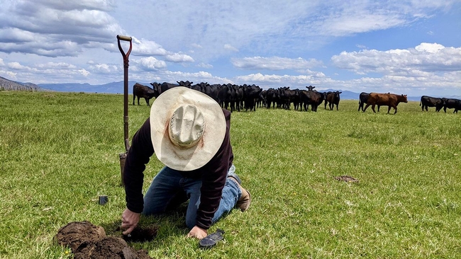 A guy in a cowboy hat digs into the soil beneath green grass. A shovel and herd of cattle are behind him.