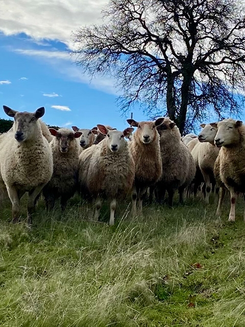 White sheep look at the camera while standing on lush, green grass under a tree and blue sky.