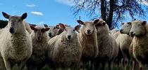 Sheep graze in the Placer County foothills. Grazing different kinds of livestock, such as sheep, goats and cattle, helped some ranchers shore up profits during the megadrought of 2012-16. Photo by Daniel Macon for Green Blog Blog