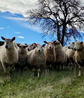 Ask a rancher: Surveys draw on hard-won wisdom for surviving drought