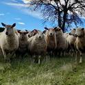 Sheep graze in the Placer County foothills. Grazing different kinds of livestock, such as sheep, goats and cattle, helped some ranchers shore up profits during the megadrought of 2012-16. Photo by Daniel Macon