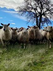 White sheep look at the camera while standing on lush, green grass under a tree and blue sky.