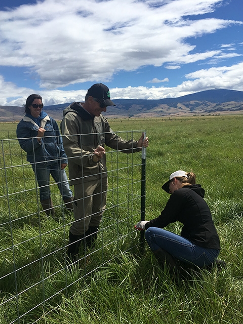 A man holds a fence post in place as a woman fastens wire fence to the post as another woman observes.