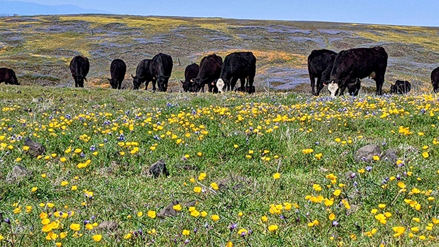 Black cattle, some with white faces, graze on grass with yellow flowers in the foreground.