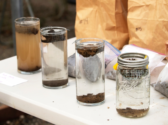 Four soil slake test samples. The water in the clear, glass jar on far left is cloudy brown. Three other jars show clear water with some soil settled at the bottom of the jars.